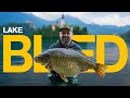 Unfinished business  lake bled carp fishing