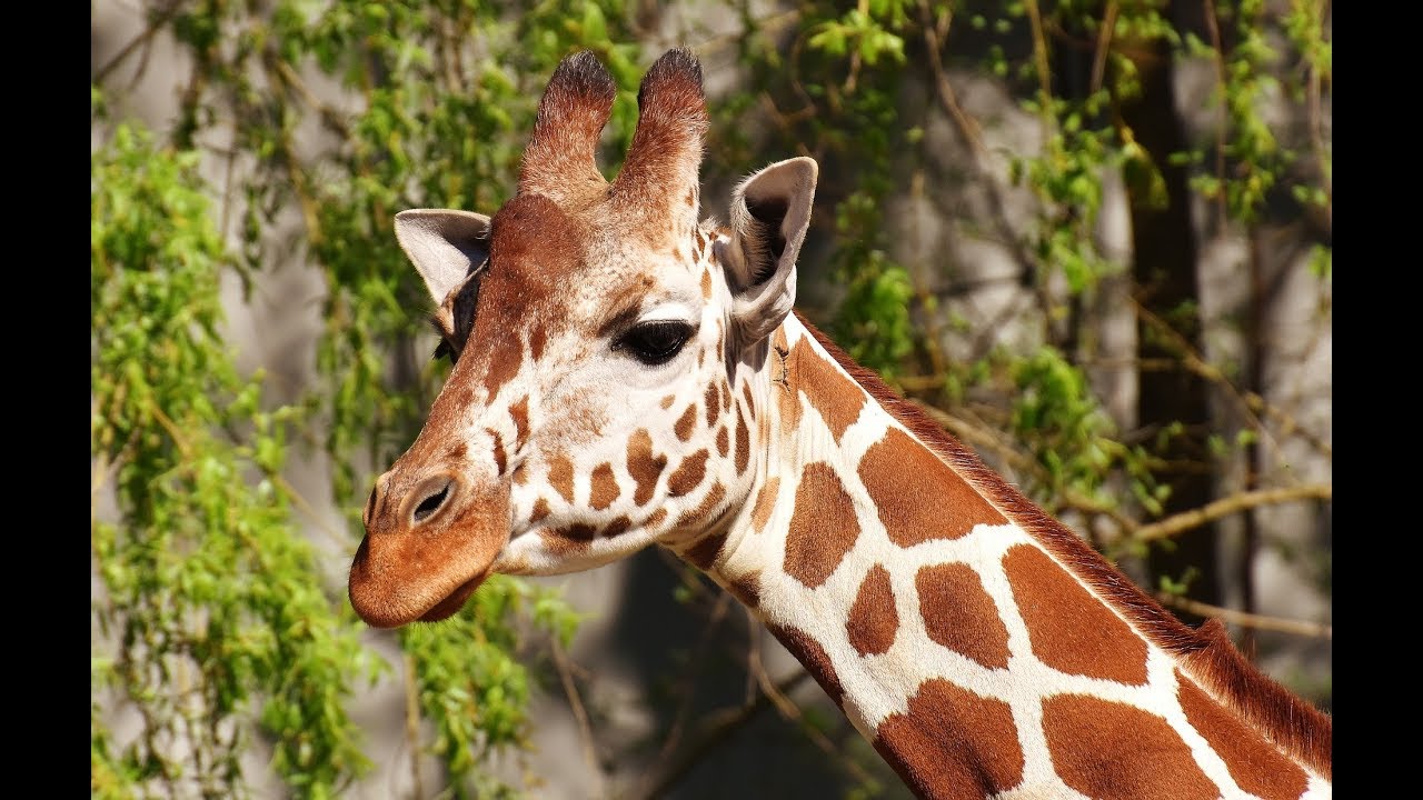 Wild animals at the zoo African animals Giraffe (Giraffa) HD Video