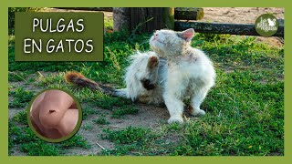 PULGAS EN GATOS ¿CÓMO QUITARLAS? | SABER SI LAS TIENEN, TRATAMIENTO NATURAL Y DESPARASITADORES APTOS