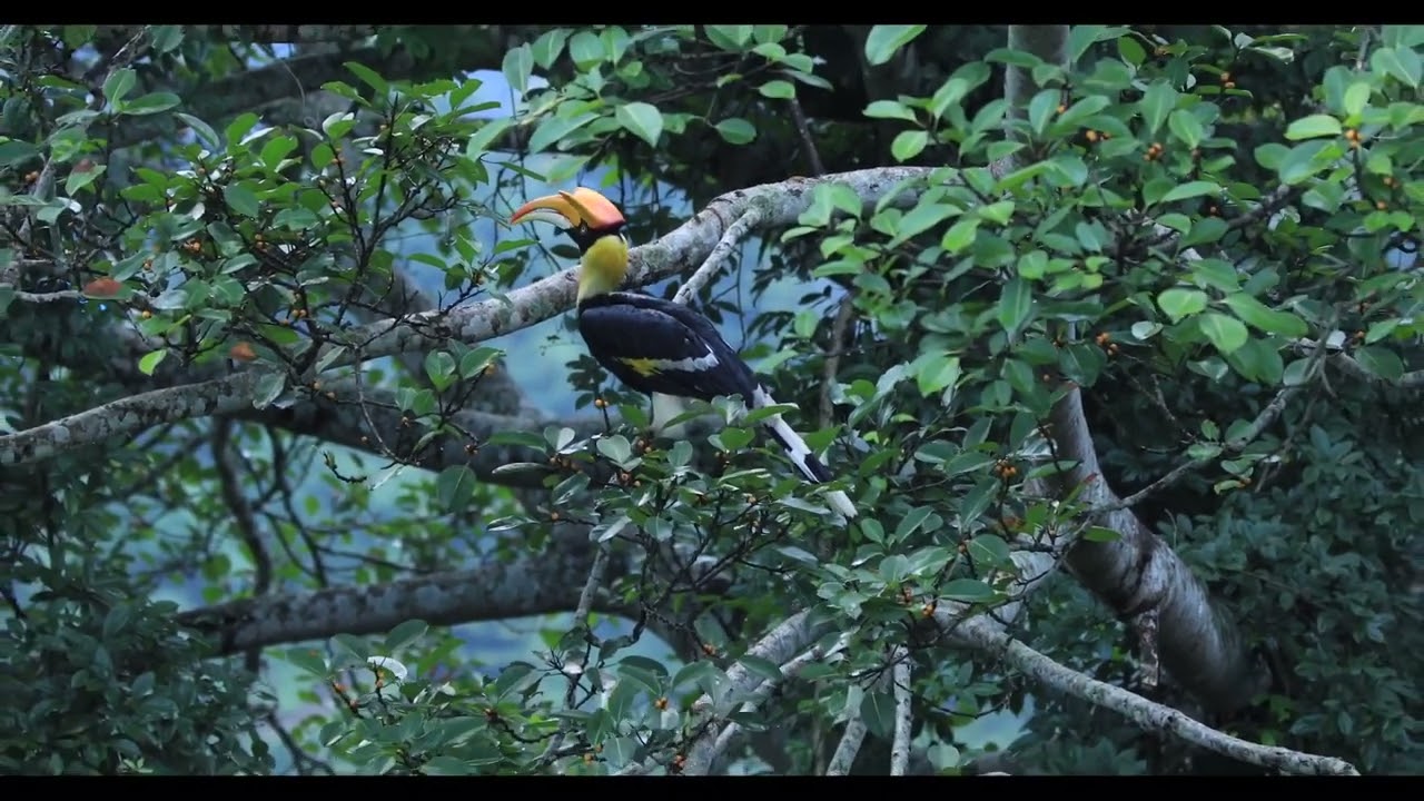 Own tune ကရင်မလေး လိုက်ခဲ့မှာလား ---ကေအဲလ်ဆူး(official music video)🎙️☕own tune