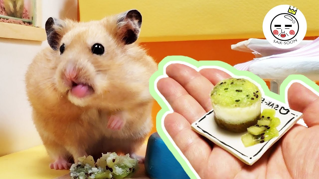 Hamster Restaurant (DIY Hamster Snack) Kiwi Cake YouTube