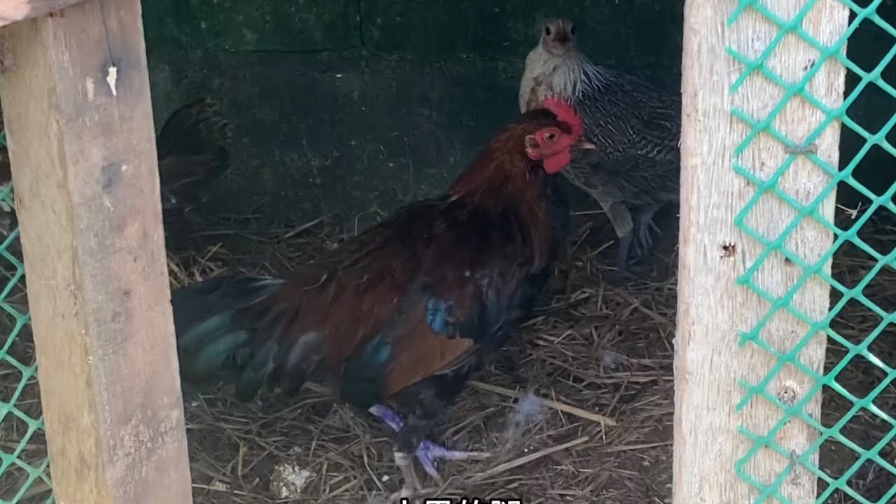 The little black cock's injured foot is better~ Daily feeding of