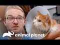 Ajuste de cadera dislocada para gato de 4 años | Dr. Jeff, Veterinario | Animal Planet