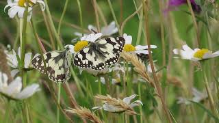 marbled whites