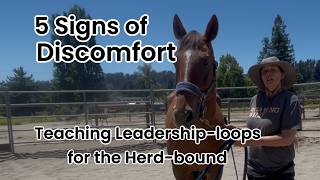 Your Horse Head Shaking Means This | Horse Behavior Decoded
