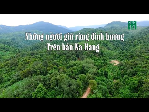 Video: Trồng đinh Hương