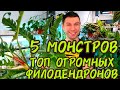 5 Монстров / Огромные Филодендроны