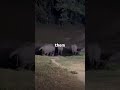 Munnar dairies #trending #munnar #memes #minivlog #elephantbathing