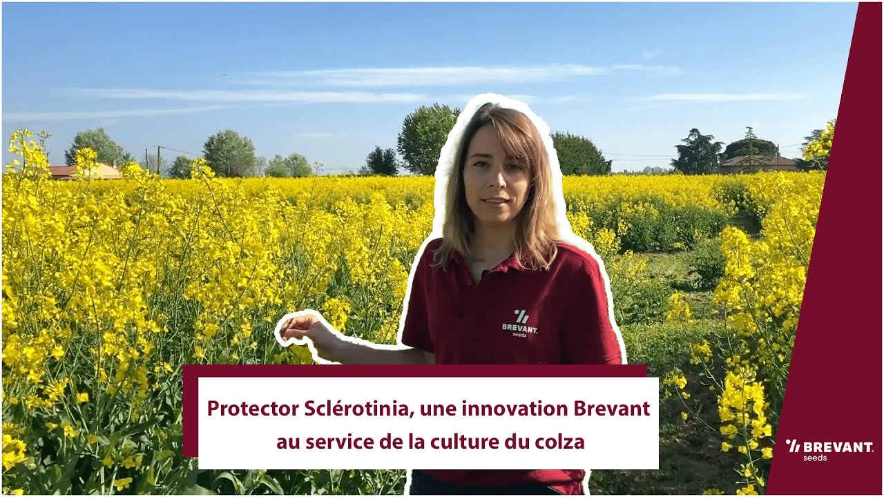 Protector™ Sclérotinia, une innovation Brevant au service de la culture du colza