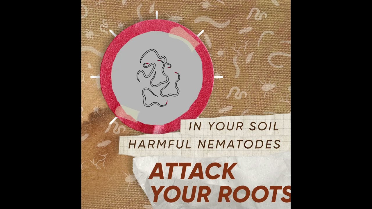 Soil for Tomorrow: Broad Lifecycle story of the nematodes