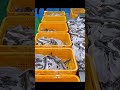 Perilla Eel Soup Factory Process | Korean Healthy Food Mass Production | Eel Soup Making #howitsmade