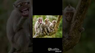 Download Lagu monyet sahur MP3 Download Lagu monyet sahur MP3