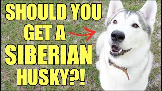 Should You Get A Siberian Husky? 5 Worst Parts About Owning Huskies!!!