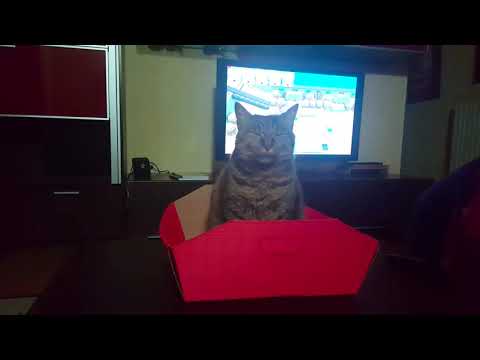 Stalking e dispetti tra i gatti