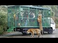 JUNGLE SAFARI | ZOO | Shri Venkateswara zoo | Biranchi vlog | Tirupati | 2020