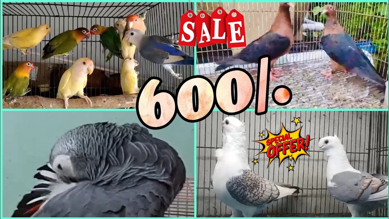 pigeon sale arcangel pigeon sale Pouter pigeon sale love