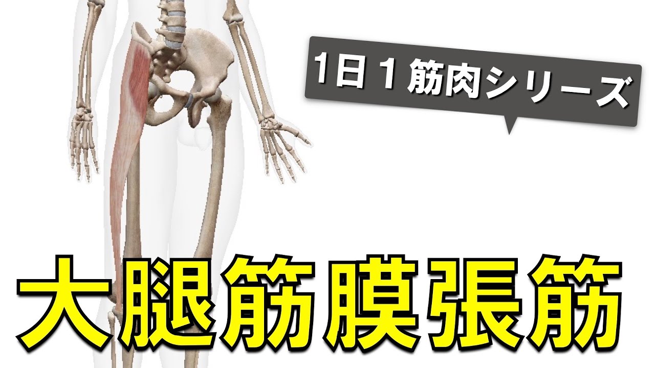 【1日1筋肉×大腿筋膜張筋】太ももの外側ラインを走行する筋肉：大腿筋膜張筋〜腸脛靭帯の起始停止と作用について