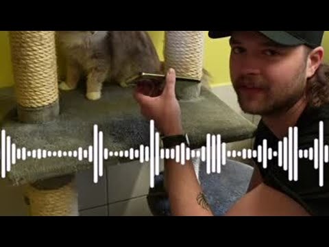 Video: Ältere Katzen-Gesundheitsprobleme: Wie man deine ältere Katze aktiv hält