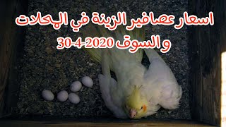 تقرير باسعار طيور الزينة في المحلات و السوق 30-4-2020