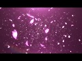 [商用利用OK!]桜が舞い散る背景映像2[ロイヤリティフリー素材動画]