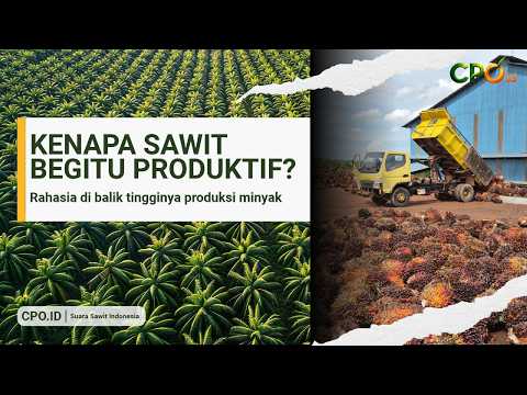 Rahasia di Balik Tingginya Produktivitas Kelapa Sawit!