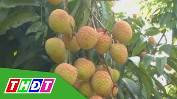 Vải Bắc Giang tiêu thụ đạt hơn 144 ngàn tấn | THDT