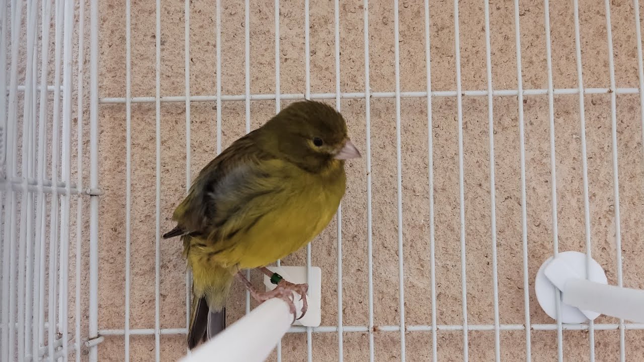 Mis timbrados 30-11-2025