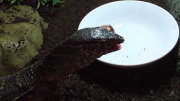 Varanus Niloticus (Nile Monitor) feeding