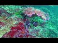 Raw dive footage from the similan islands between 210424 and 250424