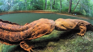13 Weirdest Looking Amphibians