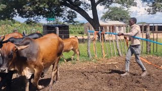 Celebrity We are creating wealth in farming with Zim diasporans, this is Beatrice🇿🇼 Net Worth