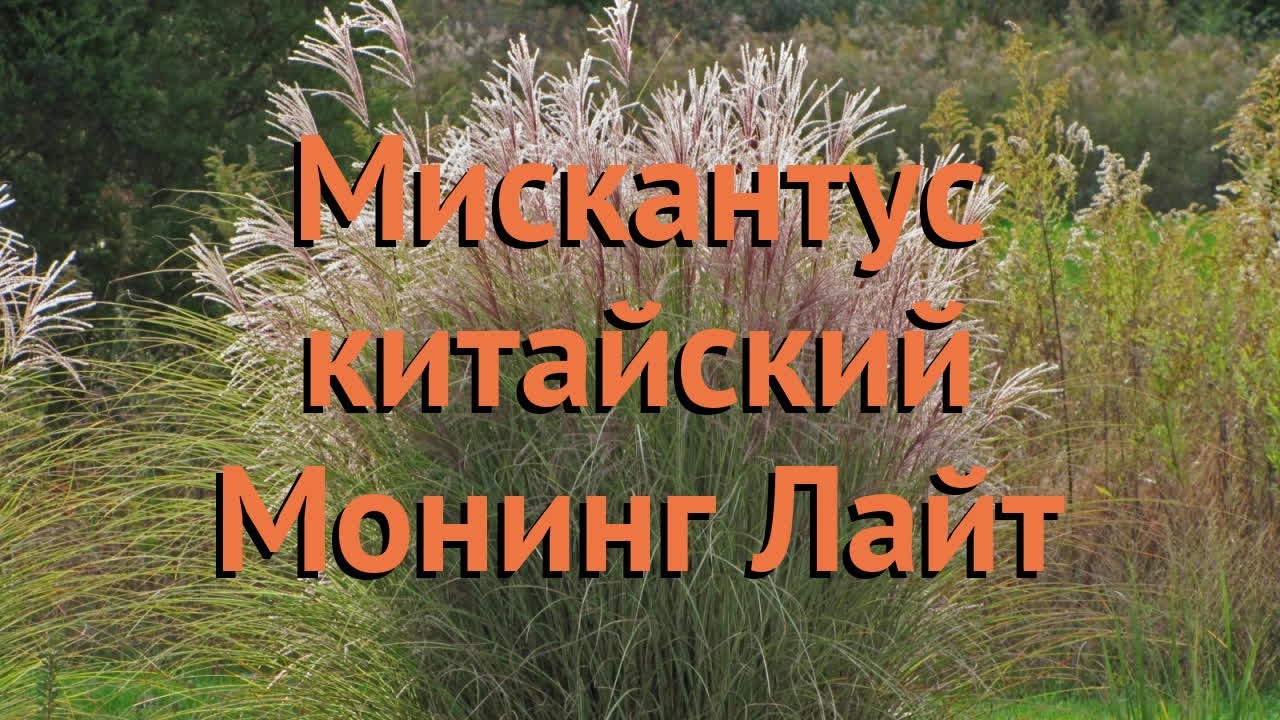 Мискантус китайский Монинг Лайт (morning light) 🌿 обзор: как сажать ...
