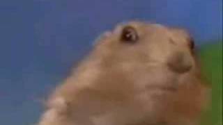 Dramatic Hamster