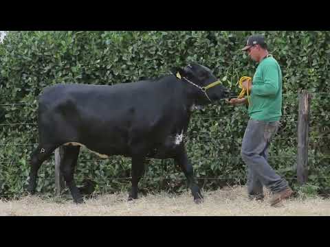 LOTE 69 MALVADEZA MARLIN F CONGONHAS 5172 CP