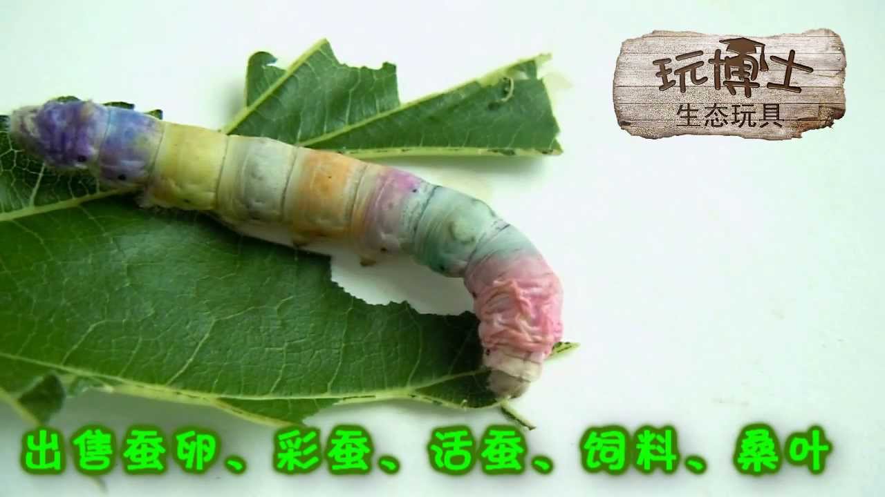 彩绘蚕 真正 七彩蚕宝宝 给蚕宝宝画上七彩衣www Canbaobao Org Youtube