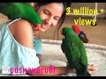 Aeriana and her eclectus family fourth of july special