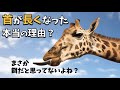 キリンの首が長くなった本当の理由とは？