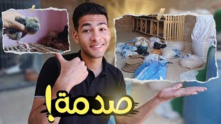 اتصدمت لما شوفت الحمام البلدى  وجبت اية للحمام