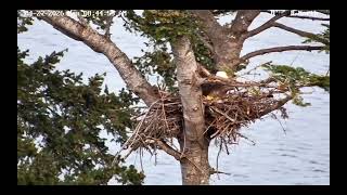 April 27, 2026 HWF White Rock, BC Eagles- Dad Listening As He Is On the Eggs. Hatch in Progress?