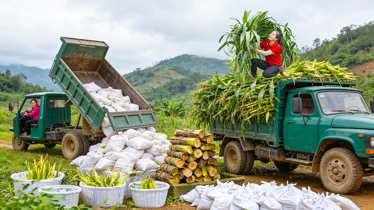 Harvesting Tons of Corn & Banana Stems | Dangerous Truck Hauling on a Steep Plateau