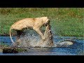 Crocodile Vs Lion | Lion Loses Battle And Seriously Injured.