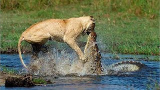 Crocodile Vs Lion | Lion Loses Battle And Seriously Injured.