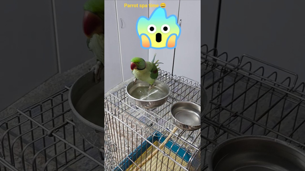 #parrot
