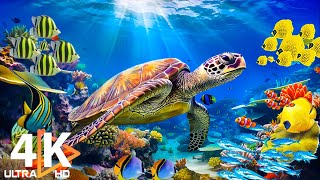 Ocean 4K  Beautiful Coral Reef Fish in Aquarium, Sea Animals for Relaxation (4K Video Ultra HD) #24