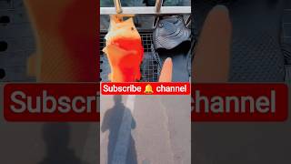 मर मछल वल चपपल कसन चर लय Ll Carriage House Wooden Artist Ll