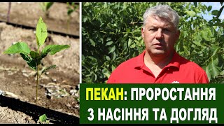 видео: №126 Пекан: особливості вирощування та догляд за молодим саджанцем картинка: №126 Пекан: особливості вирощування та догляд за молодим саджанцем