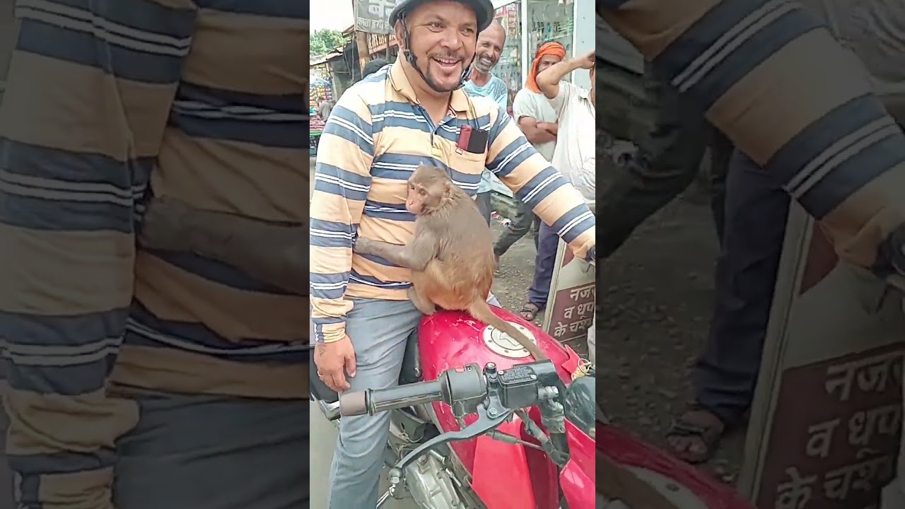 Bandar Verry funny 🐒