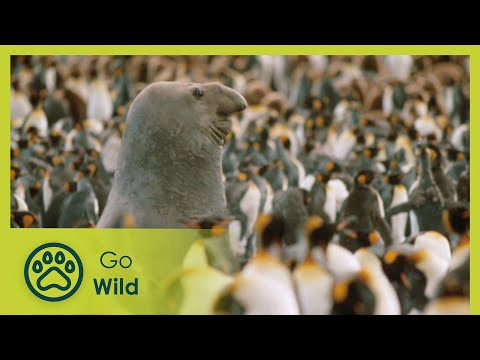 The Sea Elephant's Beach - Marine Mammals 8/9 - Go Wild