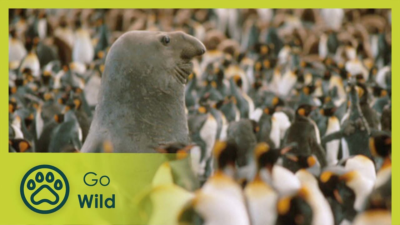 The Sea Elephant's Beach - Marine Mammals 8/9 - Go Wild