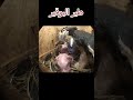 لماذا يسجن هذا الطائر زوجته 